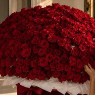 Dome of deep red roses in a burgundy CARAT box