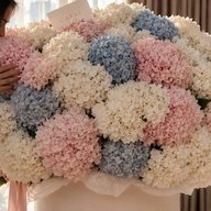 Blue, pink and white hydrangea in a cream CARAT box